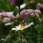 Chesa Arnica A1 By Interhome דירה לה פונט-שמוס-סאז'