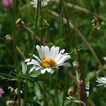 דירה Chesa Arnica A1 By Interhome *
