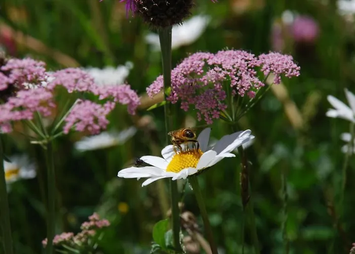 Chesa Arnica A1 By Interhome Appartamento La Punt-Chamues-ch