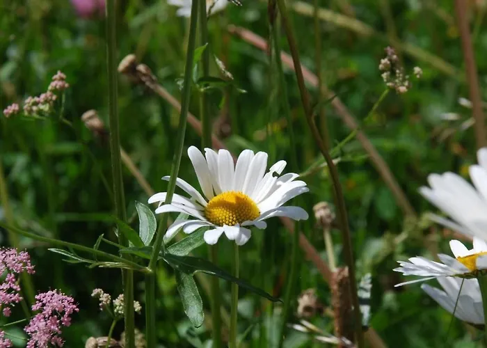 Appartamento Chesa Arnica A1 By Interhome *