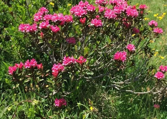 Chesa Arnica A1 By Interhome לה פונט-שמוס-סאז'